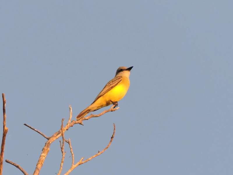 Cancun: Private Birdwatching Tour - How Does the Tour Deliver Value?