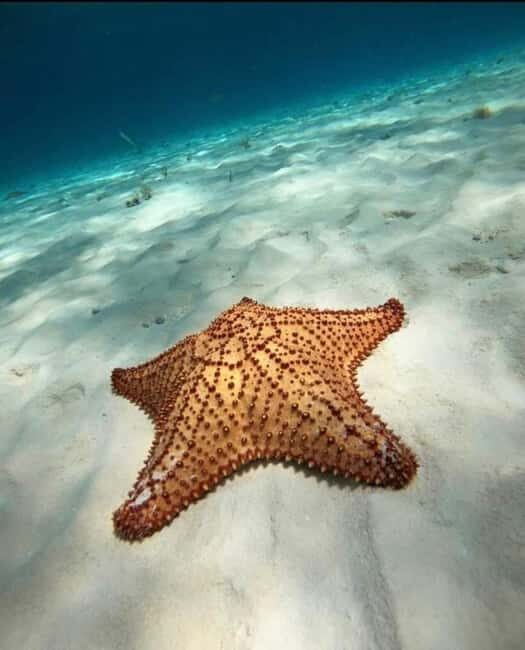 Cancún Private Catamaran with Snorkel and Open Bar - FAQs