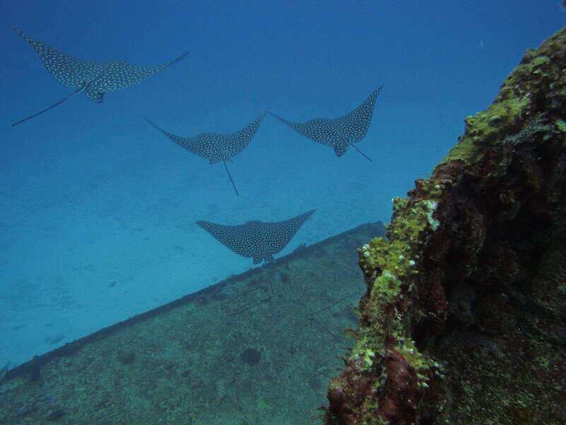 Cancun: Shipwreck & Reef for Certified Divers - Key Points