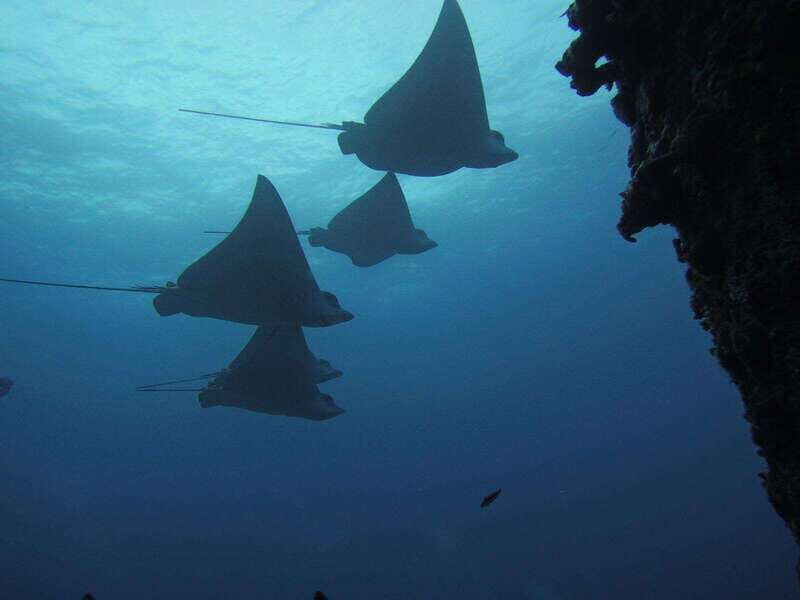 Cancun: Shipwreck & Reef for Certified Divers - FAQ