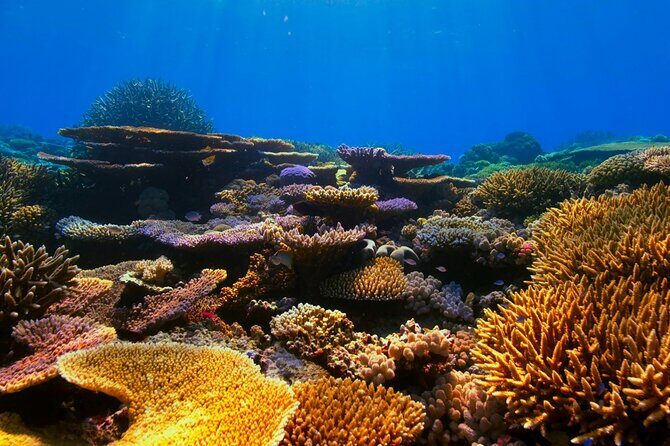 Cancun: Snorkeling Adventure at Puerto Morelos Reef - Tequila Tasting and Local Flavors