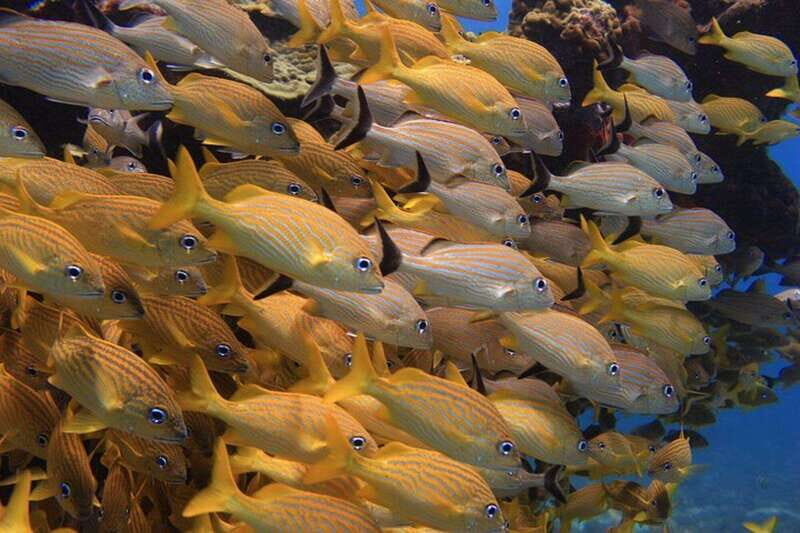 Cancun: Snorkeling at Underwater Museum & Manchones Reef - Summing It Up