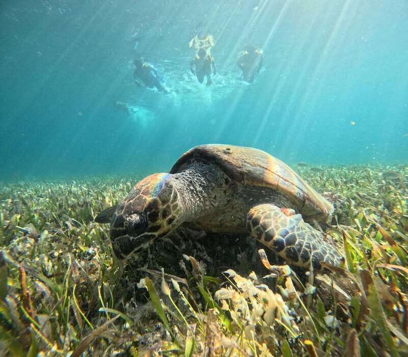 Cancun: Snorkeling Boat Tour with Gear - Final Thoughts