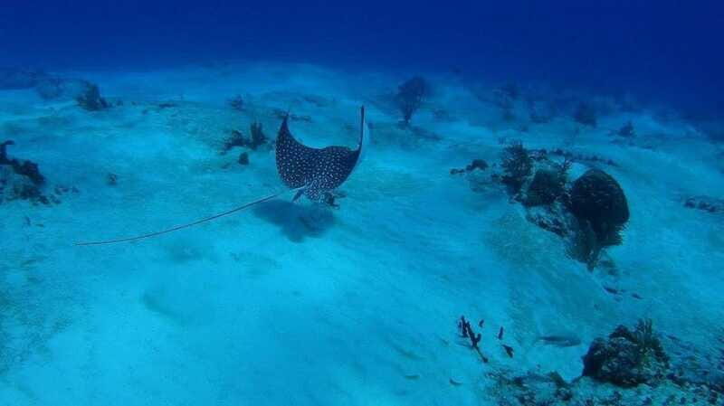 Cancun: Snorkeling Tour with Hotel Pickup - Who Will Love This Tour?
