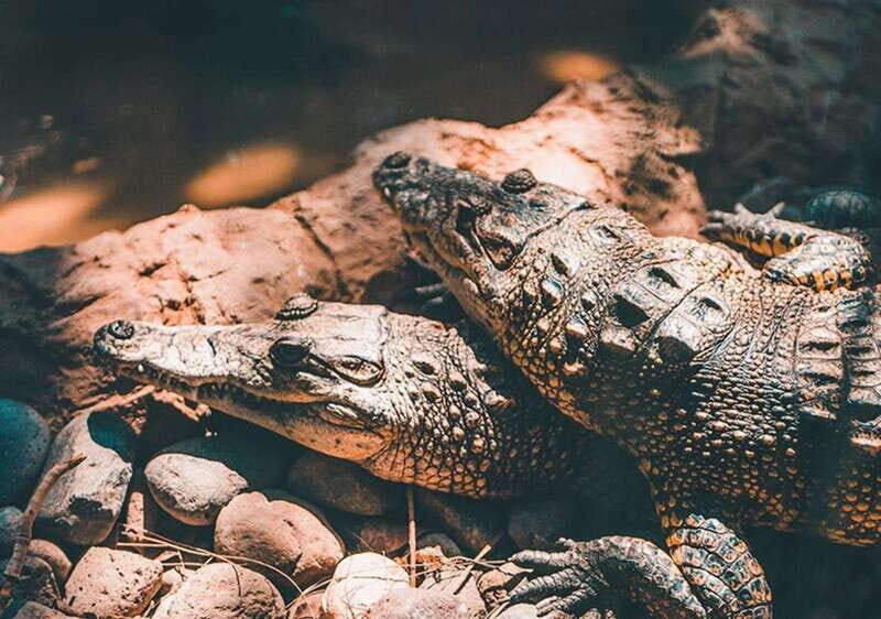 Cancun: Speedboat Adventure & Crocodile Sighting - What to Expect on the Tour