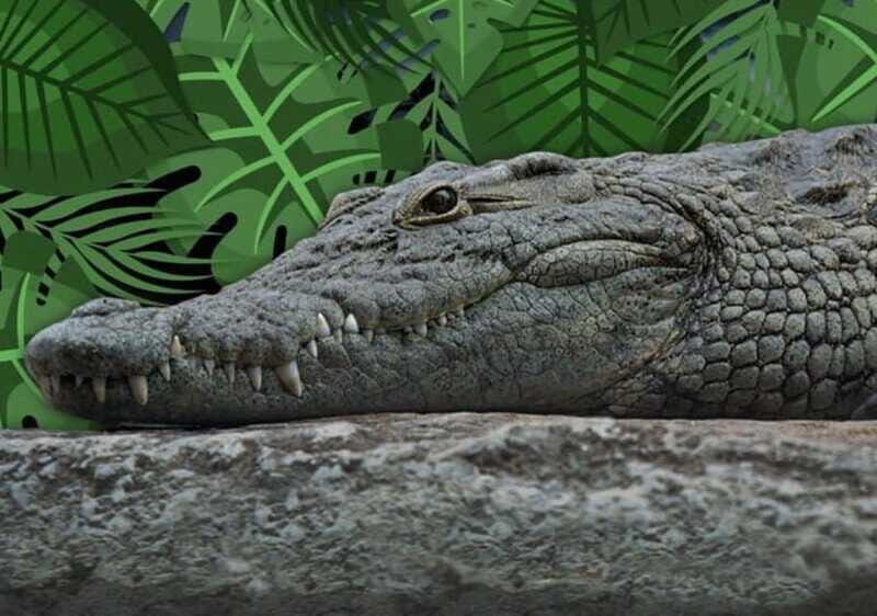 Cancun: Speedboat Adventure & Crocodile Sighting - FAQ