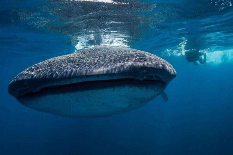 Cancun: Swim with Whale Sharks - What You Can Expect from the Tour
