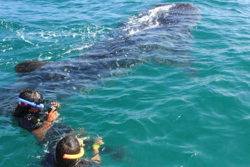 Cancun: Swim with Whale Sharks - FAQ