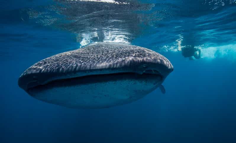 Cancún: Swim with Whale Sharks & Playa Norte Beach - Key Points