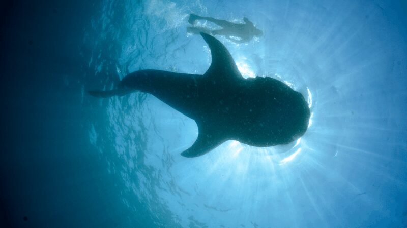 Cancún: Swim with Whale Sharks & Playa Norte Beach - Pros and Cons