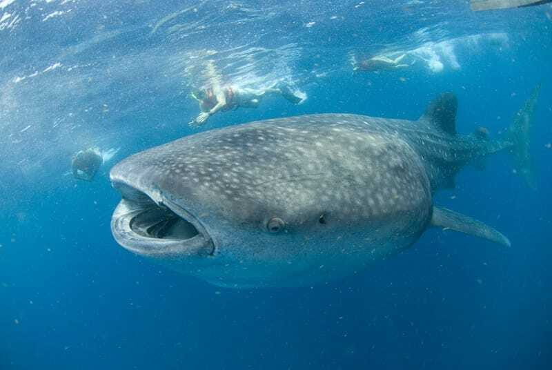 Cancún: Swim with Whale Sharks - The Booking and Pickup Process