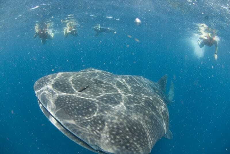 Cancún: Swim with Whale Sharks - The Day’s Itinerary — Step by Step