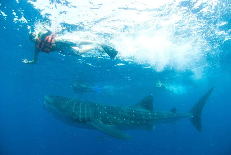 Cancún: Swim with Whale Sharks - Additional Wildlife and Sightings