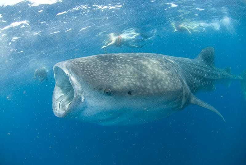 Cancún: Swim with Whale Sharks - Return Journey and Drop-Off