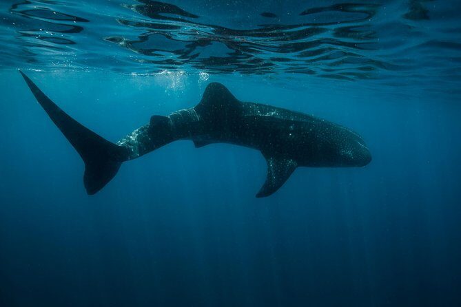 Cancun Whale Shark Encounter - An In-Depth Look at the Cancun Whale Shark Encounter