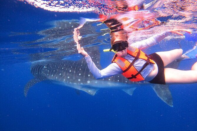Cancun Whale Shark Experience with Snorkel & Transportation - The Experience in Detail