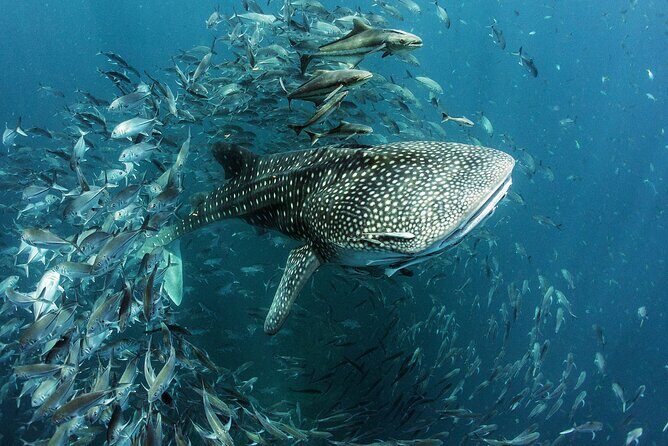Cancun Whale Shark Experience with Snorkel & Transportation - Questions & Answers