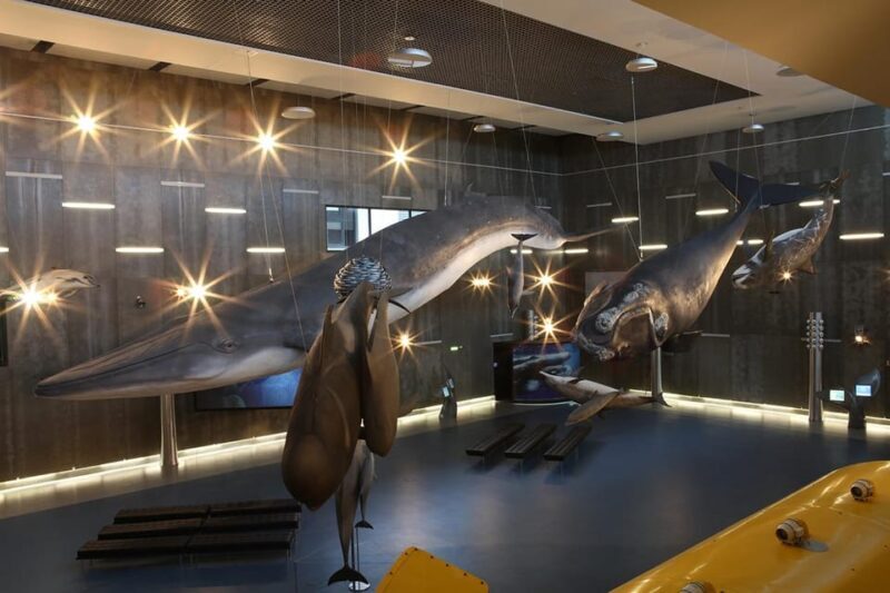 Caniçal : Madeira Whale Museum Entry ticket - Key Points