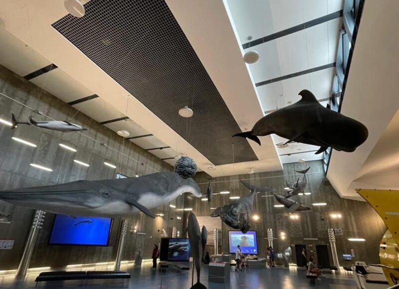 Caniçal : Madeira Whale Museum Entry ticket - A Closer Look at the Museum Experience