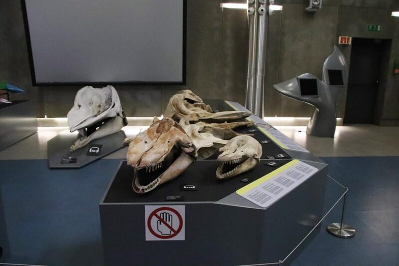 Caniçal : Madeira Whale Museum Entry ticket - Final Thoughts