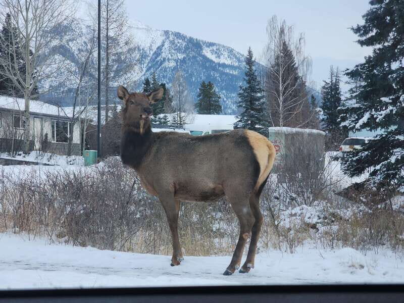 Canmore/Banff: Explore Banff & Wildlife - Who Will Love This Tour?