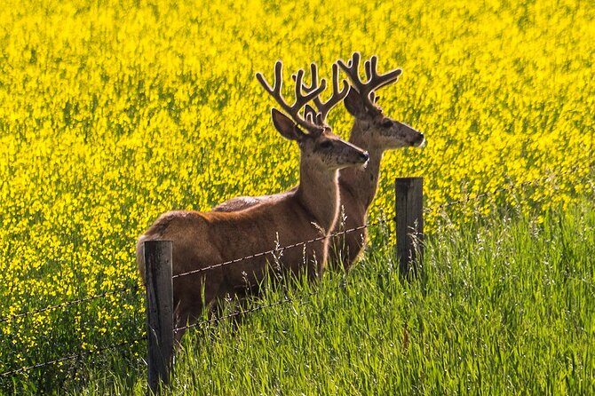 Canmore Banff to Lake Louise & Moraine Lake Half Day - Final Thoughts: Is This Tour Right for You?