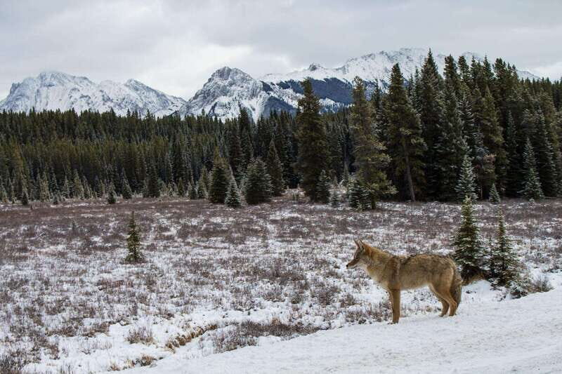 Canmore: Explore Winter Wildlife Tracks - 2hr Nature Walk - What Will You See?