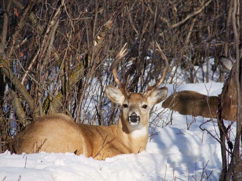 Canmore: Explore Winter Wildlife Tracks - 2hr Nature Walk - The Experiences Value