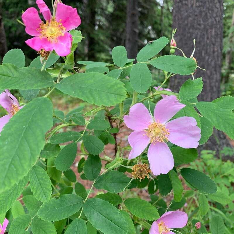 Canmore: LOST TOWNS and Untold Stories - Hiking Tour 3hrs - FAQ