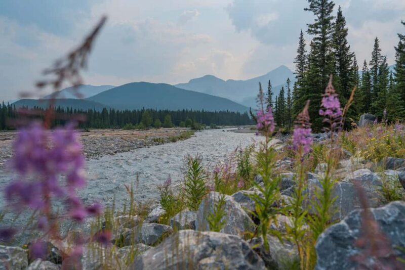 Canmore: Medicinal and Edible Plants, 2-hour Nature Walk - An In-Depth Look at the Canmore Nature Walk