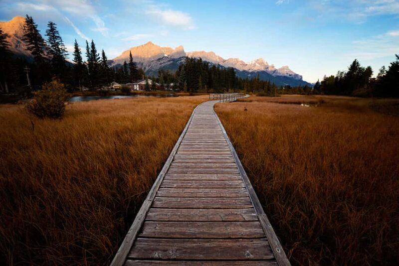Canmore: Medicinal and Edible Plants, 2-hour Nature Walk - The Experience in Practice