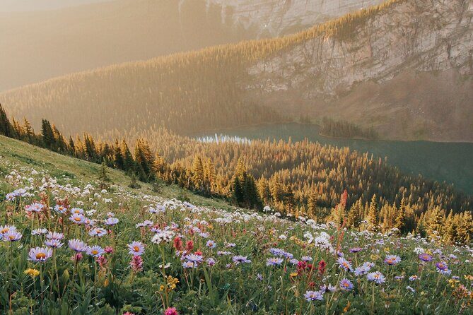 Canmore Medicinal and Edible Plants Nature Walk - 2 Hours - Exploring the Canmore Medicinal and Edible Plants Nature Walk: A Practical Guide