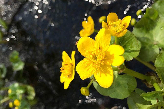 Canoe Trip in Lapland - Frequently Asked Questions