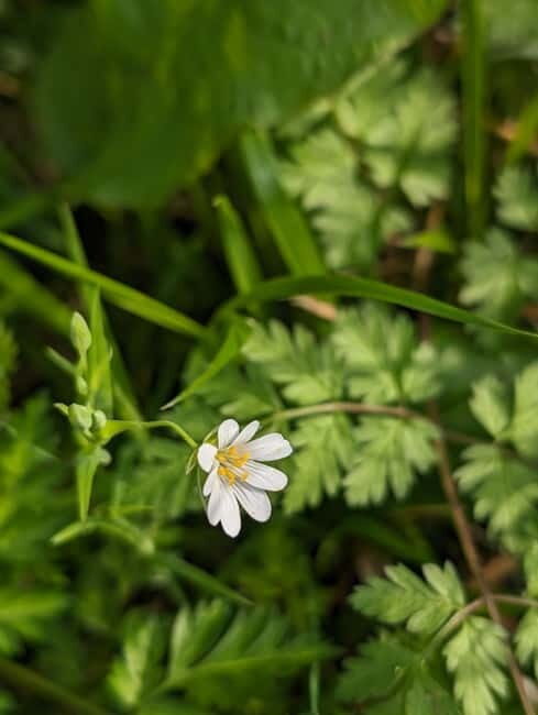 Canterbury: City Nature Tour with Forest Bathing - The Experience: Pros and Cons