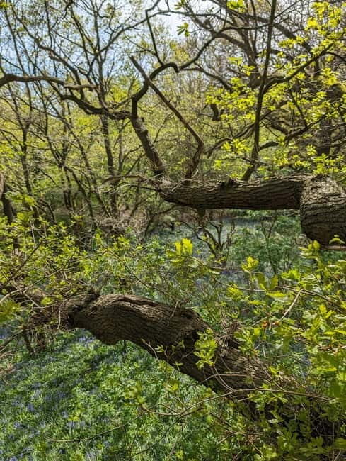 Canterbury: City Nature Tour with Forest Bathing - FAQs About the Canterbury City Nature Tour with Forest Bathing