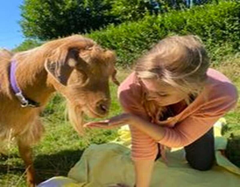 Canterbury: Yoga with Goats and Sheep - Accessibility and Practical Tips