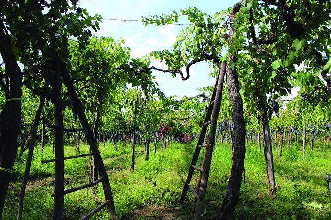 Cantine d'Irpinia: visit and tasting Taurasi from ancient vineyards - Exploring Cantine dIrpinia: A Personal Look at the Taurasi Wine Tour