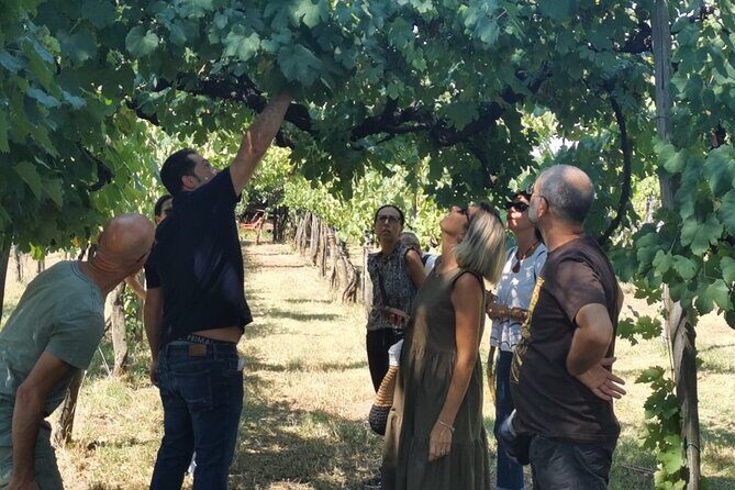 Cantine d'Irpinia: visit and tasting Taurasi from ancient vineyards - Who Should Consider This Tour?