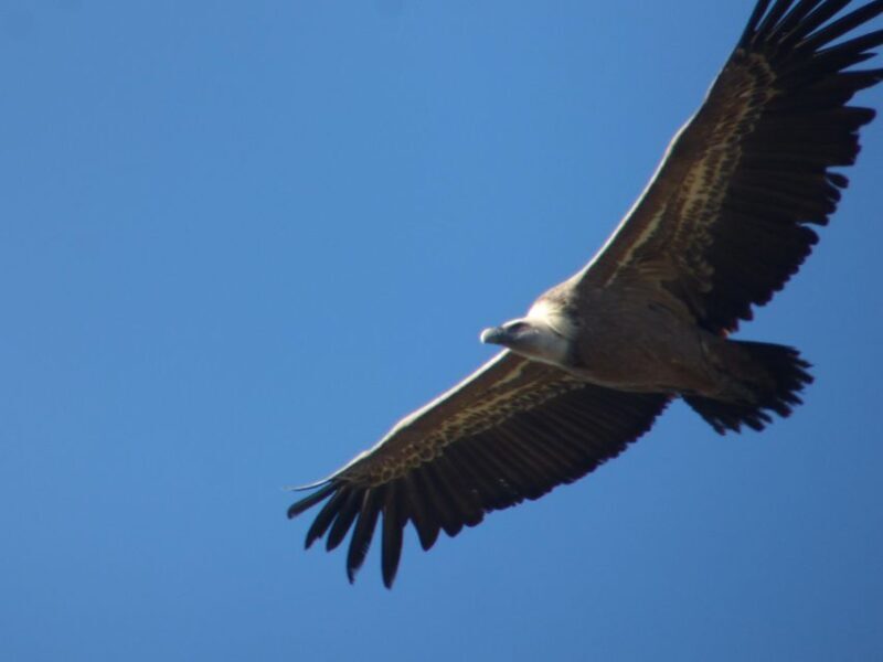 Canyoning Day Trip in Sierra de Guara - What’s Included and What’s Not