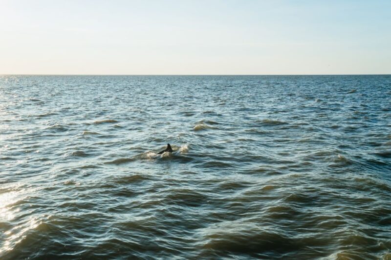 Cape May: Cape May Island Sunset Cruise & Dolphin Watching - Practical Details and Tips