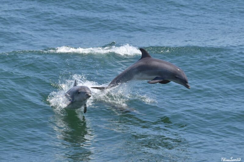 Cape May: Dolphin and Bird Watching Cruise - Key Points