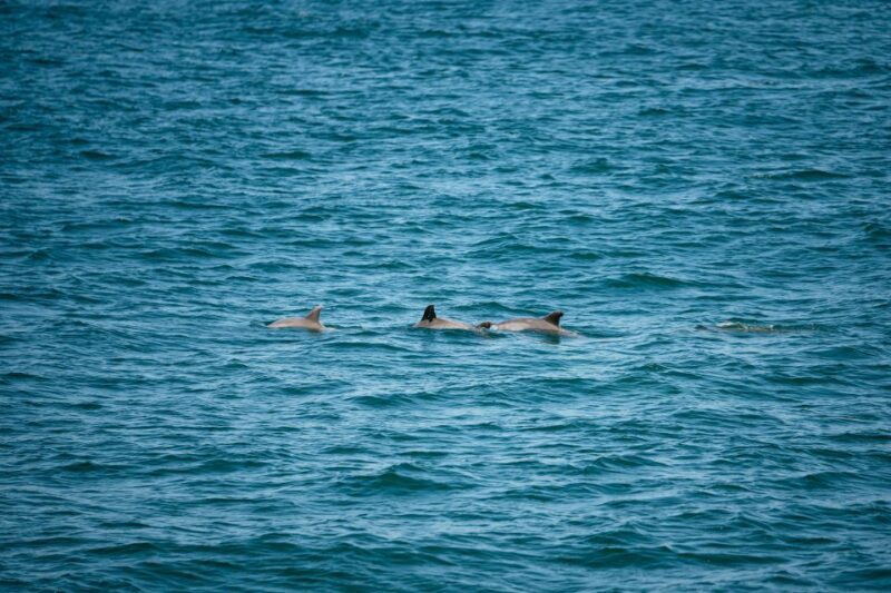 Cape May: Jersey Shore Whale and Dolphin Watching Cruise - Key Points