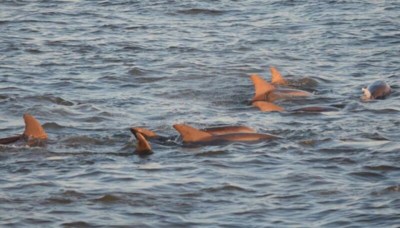 Cape May: Sunset Dolphin Cruise with Optional Wine Tastings - The Sights Along the Route