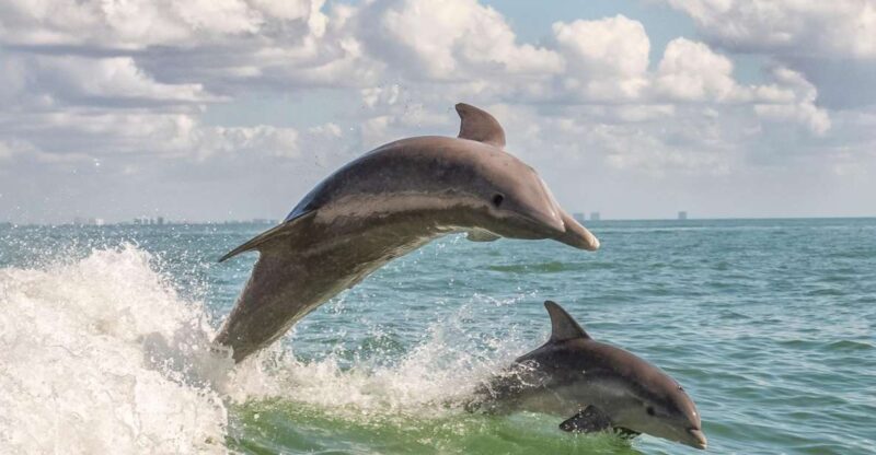 Cape May: Weekend Whale and Dolphin Watching Cruise - What to Expect from the Cape May Dolphin and Whale Watching Cruise