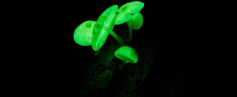 Cape Tribulation: Daintree Rainforest Night Walk Tour - Key Points