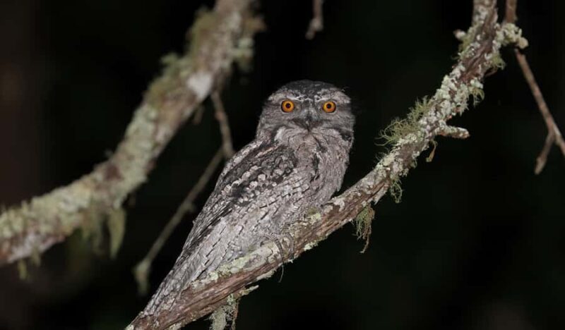 Cape Tribulation: Daintree Rainforest Night Walk Tour - What Makes This Tour Stand Out