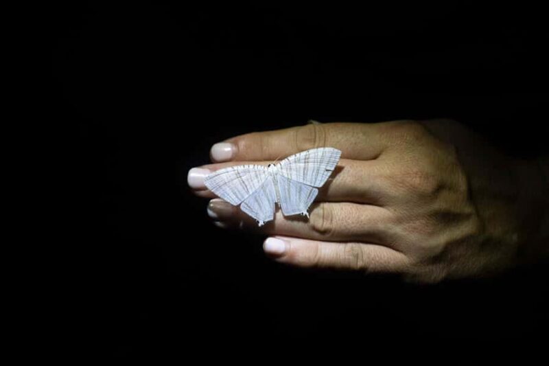 Cape Tribulation: Daintree Rainforest Night Walk Tour - In Summary