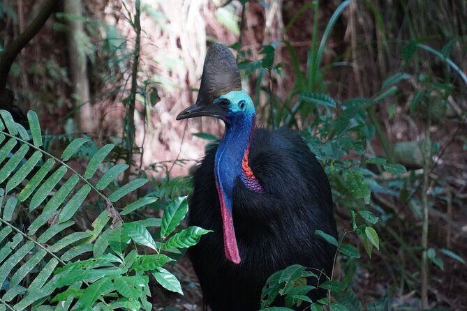 Cape Tribulation Day Tour from Cairns - The Full Experience: What to Expect
