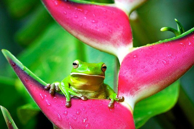 Cape Tribulation, Mossman Gorge and Daintree Rainforest Day Tour - FAQ