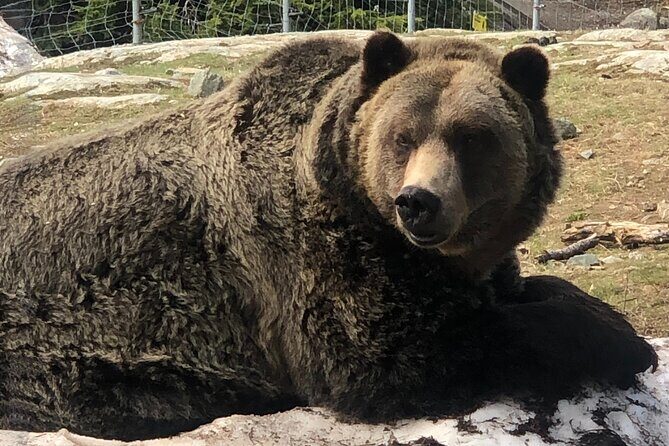 Capilano Br+Grouse Mtn+Dam+Lake+Hatchery/5in1CarTour+Small Group - The Full Breakdown: What to Expect on This Vancouver Adventure